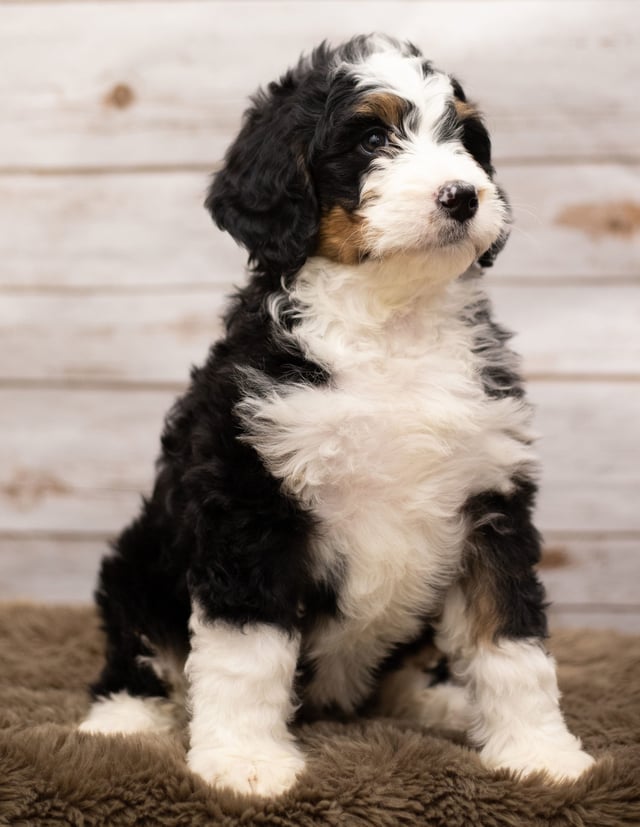 Another great picture of Ibsy, a Bernedoodles puppy