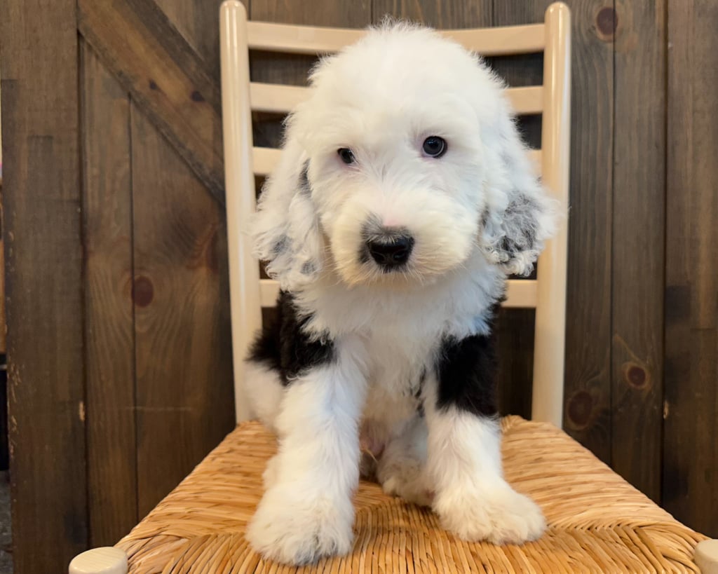 Kal is an F1 Sheepadoodle that should have  and is currently living in Montana 