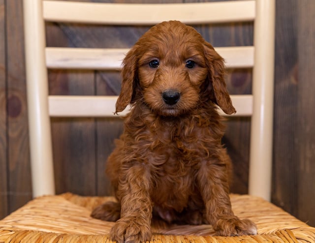 Homer came from Aspen and Reggie's litter of F1 Goldendoodles