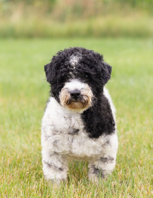 A picture of one of our Poodle father's, River.