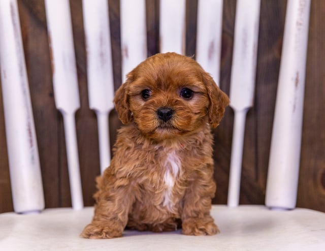 Cavapoos bred in in Iowa by Poodles 2 Doodles