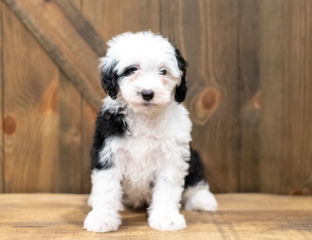 A picture of a Odila, a gorgeous Mini Sheepadoodles for sale