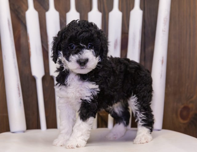 Callie is an F1B Sheepadoodle that should have  and is currently living in Nebraska