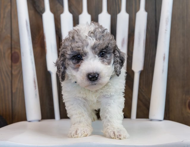 Oscar came from Harper and Grimm's litter of F1B Sheepadoodles