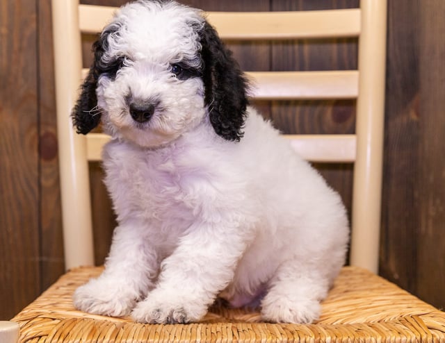 Charger is an F1BB Bernedoodle that should have  and is currently living in Iowa