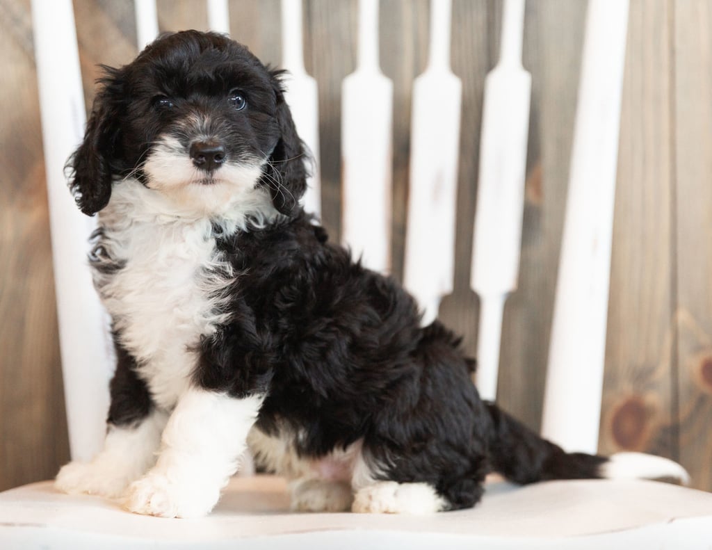 Index is an F1B Sheepadoodle that should have  and is currently living in Georgia 