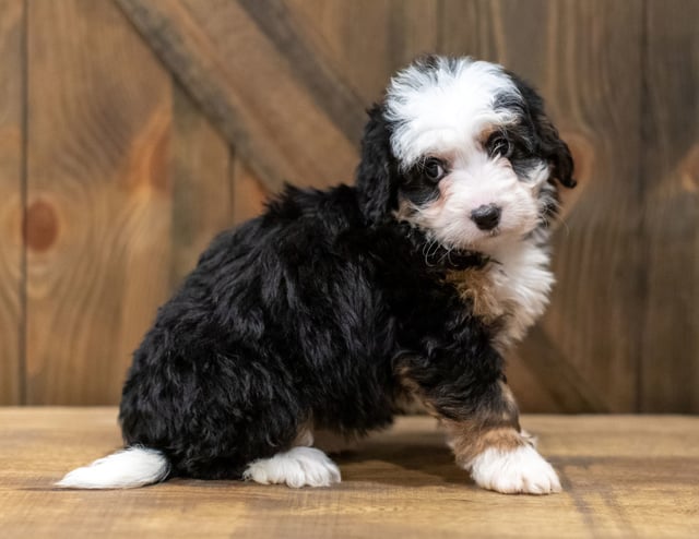 A picture of a Qudira, one of our Mini Bernedoodles puppies that went to their home in Iowa