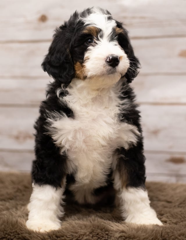 Ibsy came from Kiaya and Bentley's litter of F1 Bernedoodles