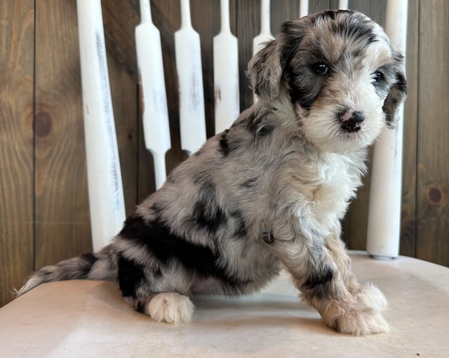 A picture of a Cami, one of our Mini Sheepadoodles puppies that went to their home in Nebraska