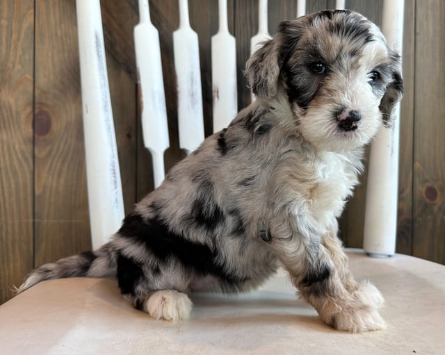 These Sheepadoodles were bred by Poodles 2 Doodles in Iowa. Their mother is Paris and their father is Leo