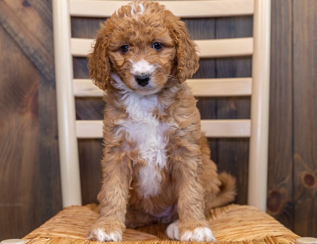 Lily came from Berkeley and Scout's litter of F1B Goldendoodles