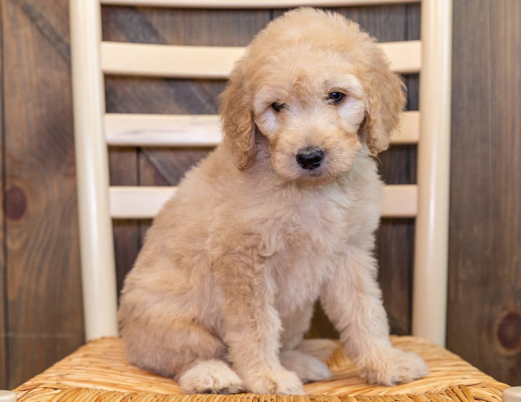 A picture of a Quilt, one of our Standard Goldendoodles puppies that went to their home in Iowa