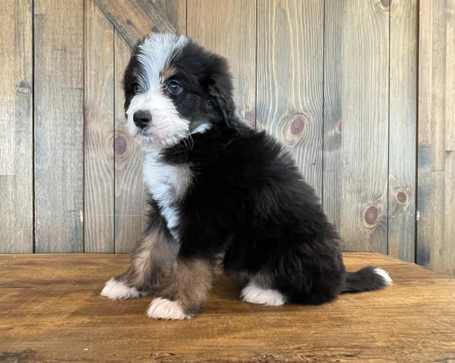 Zora is an F1 Bernedoodle that should have  and is currently living in Nebraska