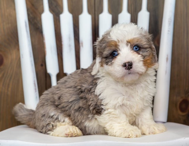 A picture of a Venus, one of our Mini Bernedoodles puppies that went to their home in Iowa 