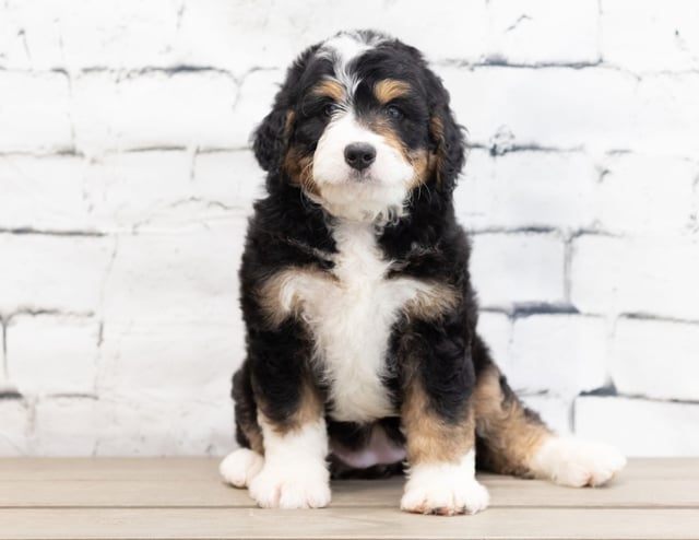 A picture of a Xandra, a gorgeous Standard Bernedoodles for sale