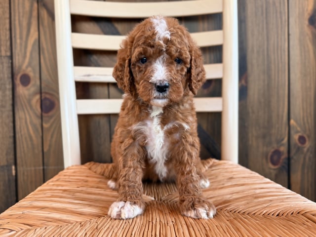 A picture of a Hudson, a gorgeous Standard Goldendoodles for sale