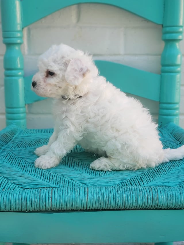 Goose came from Goose and Ceazer's litter of F1B Bernedoodles