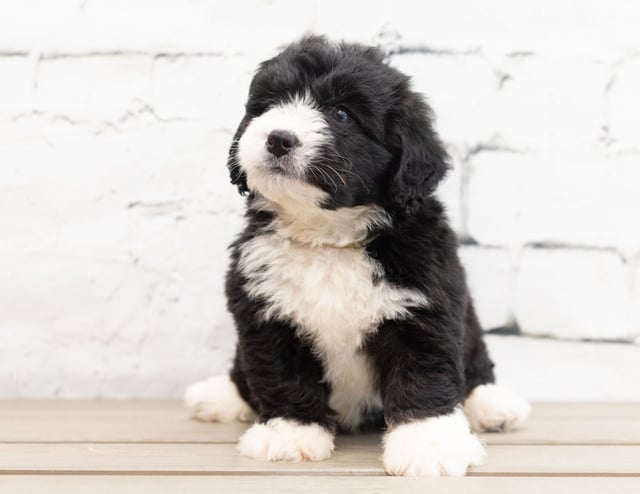 A picture of a Zango, one of our Mini Bernedoodles puppies that went to their home in California
