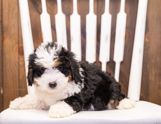 Ivonne is an F1 Bernedoodle that should have  and is currently living in Iowa