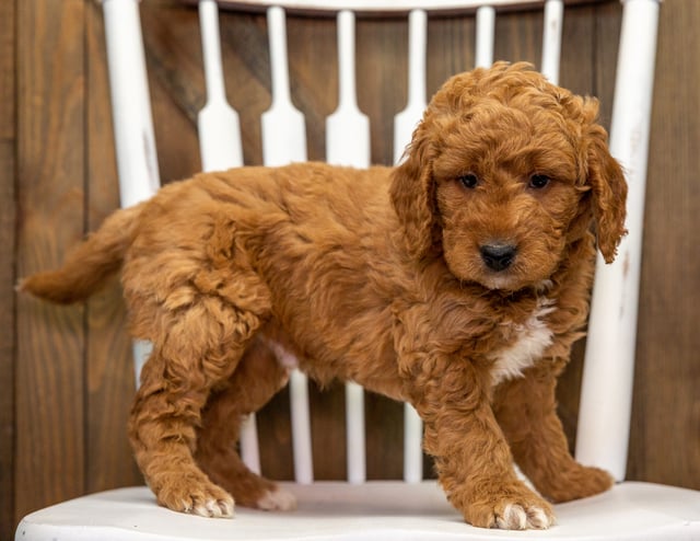 Churro came from Jazzy and Milo's litter of F1 Goldendoodles