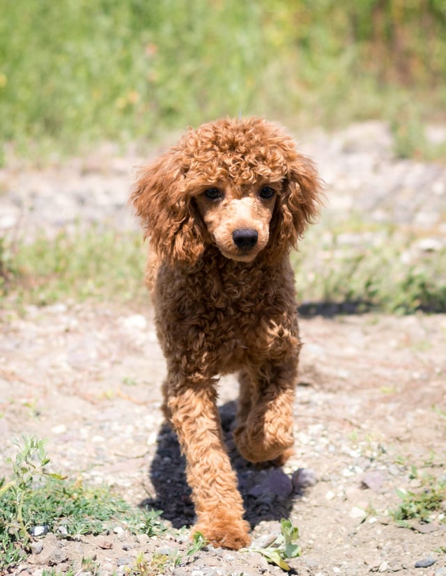 Cavapoos bred in in Iowa by Poodles 2 Doodles