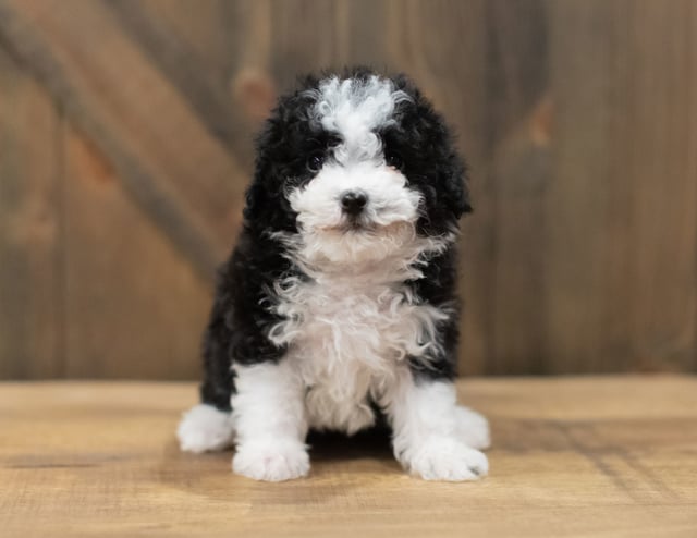 Another pic of our recent Sheepadoodle litter