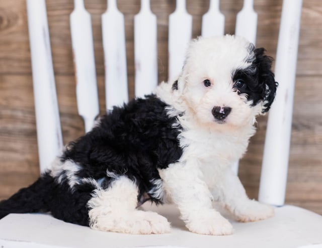 A picture of a Bibi, one of our Mini Sheepadoodles puppies that went to their home in Connecticut 