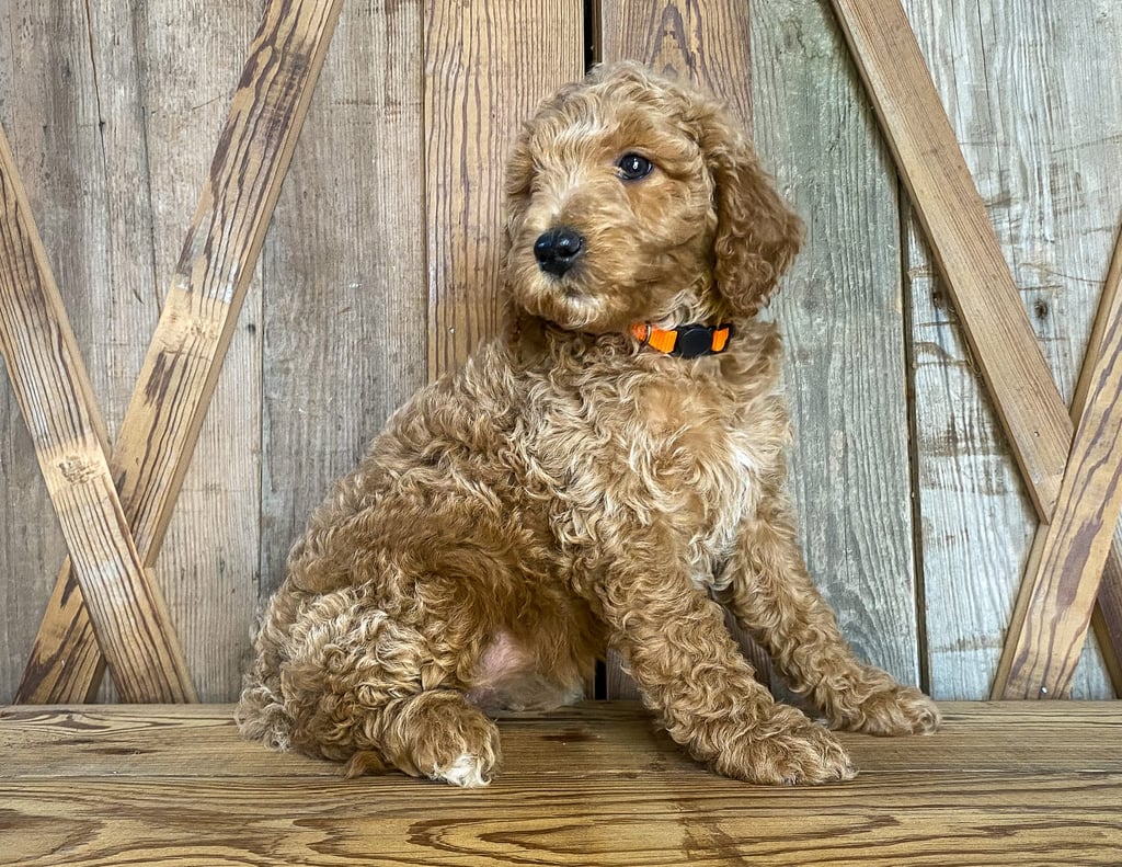Maggie came from Tatum and Toby's litter of F1BB Goldendoodles
