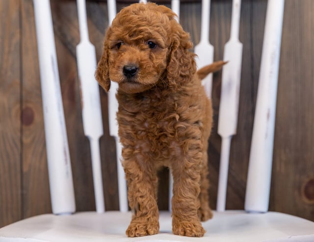 Darcy came from Berkeley and Teddy's litter of F2B Goldendoodles