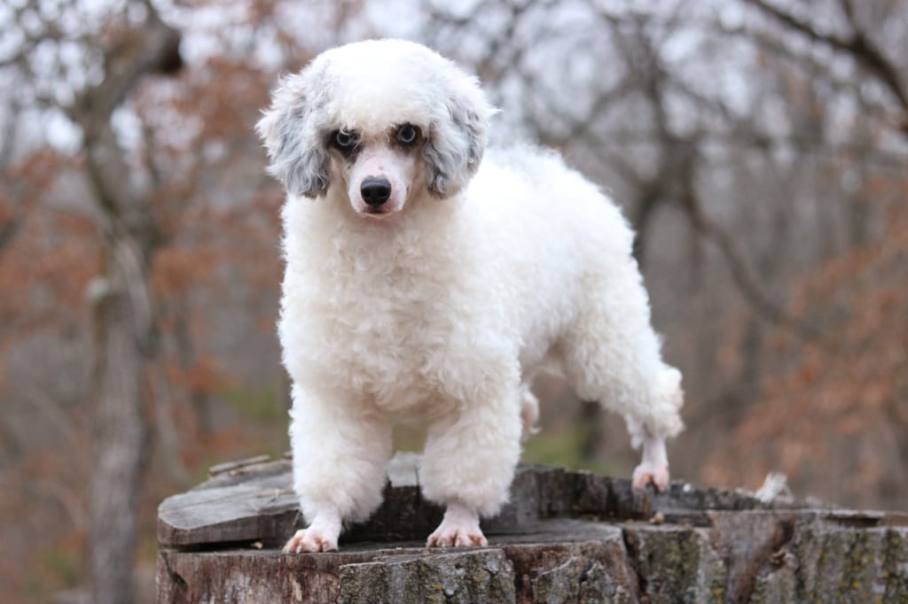 A picture of one of our Poodle father's, Zues.
