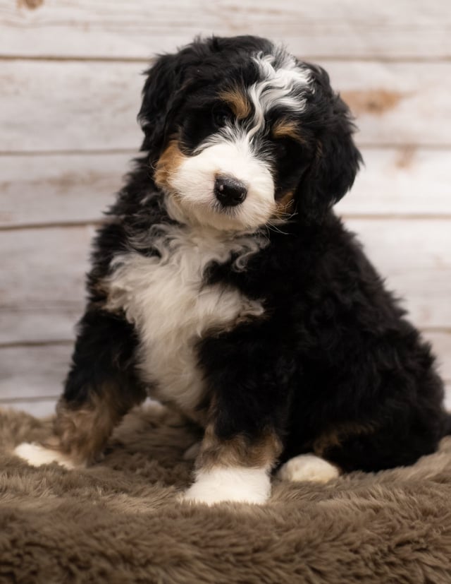 Ian was born on 12/12/2018 and is a Wisconsin Bernedoodle