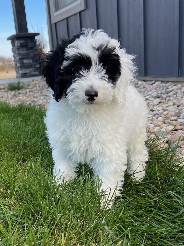 Coby is an F1B Sheepadoodle that should have  and is currently living in Massachusetts