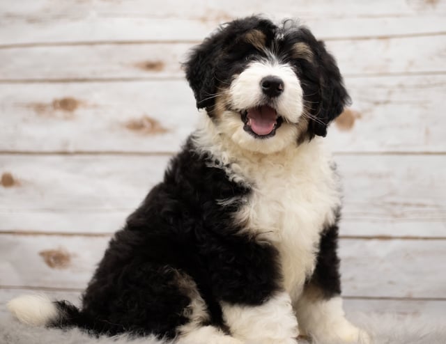 Another great picture of Ice, a Bernedoodles puppy