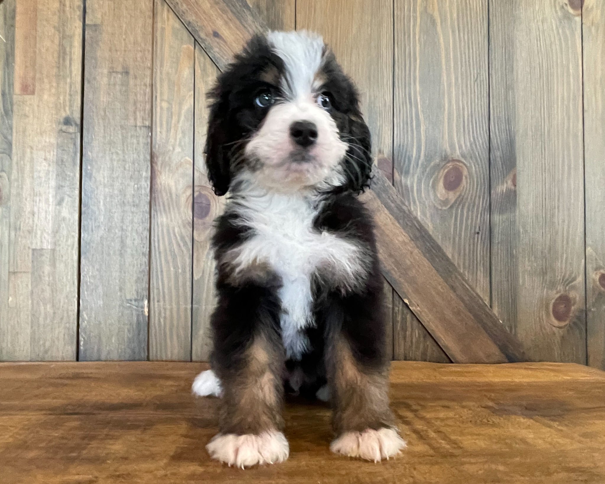 A litter of Standard Bernedoodles raised in Iowa by Poodles 2 Doodles