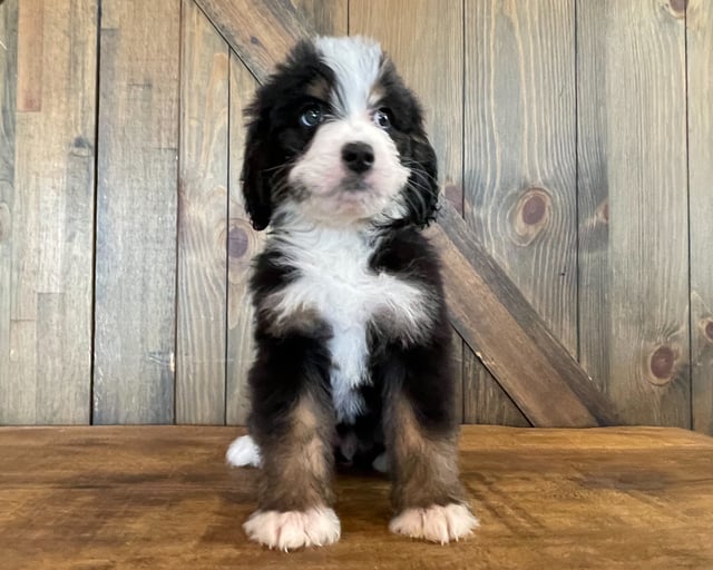 A picture of a Zora, one of our Standard Bernedoodles puppies that went to their home in Nebraska