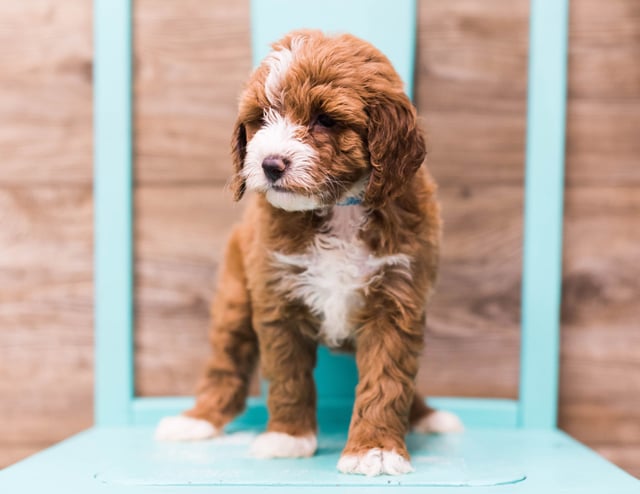 Dixie is an F1B Goldendoodle that should have  and is currently living in Illinois