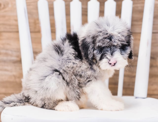Yen is an F1 Sheepadoodle that should have  and is currently living in Kentucky
