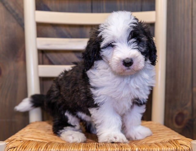 A picture of a Navy, one of our Mini Sheepadoodles puppies that went to their home in Texas