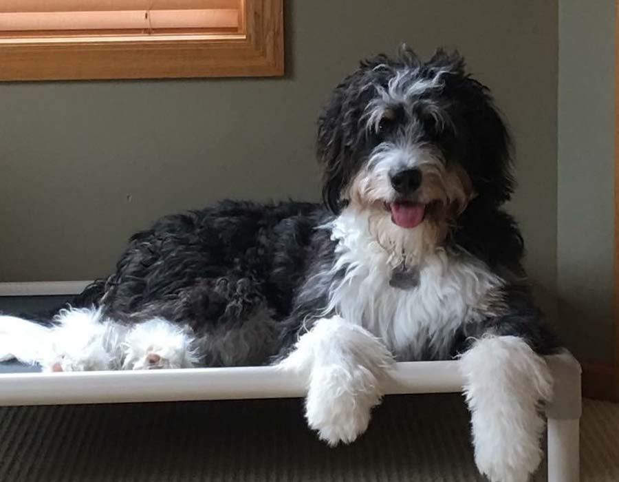 One of our medium F1b Bernedoodles relaxing on a doggy cot