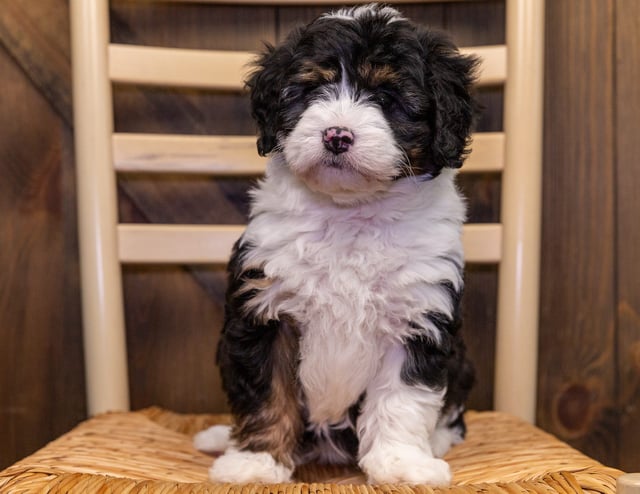 Aura came from Tyrell and Grimm's litter of F1 Bernedoodles