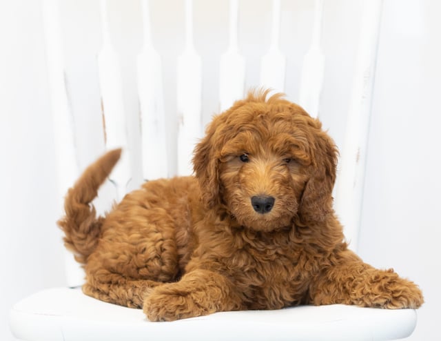 Gimmy is an F1B Goldendoodle that should have  and is currently living in New Jersey