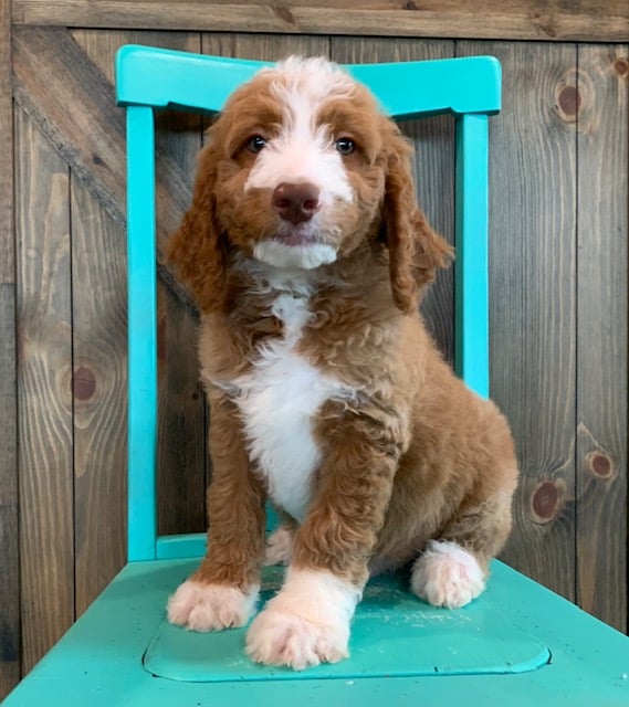 A picture of a Ezo, one of our Mini Goldendoodles puppies that went to their home in North Dakota