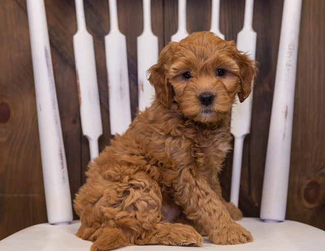 Jayde came from Sassy and Milo's litter of F1 Goldendoodles