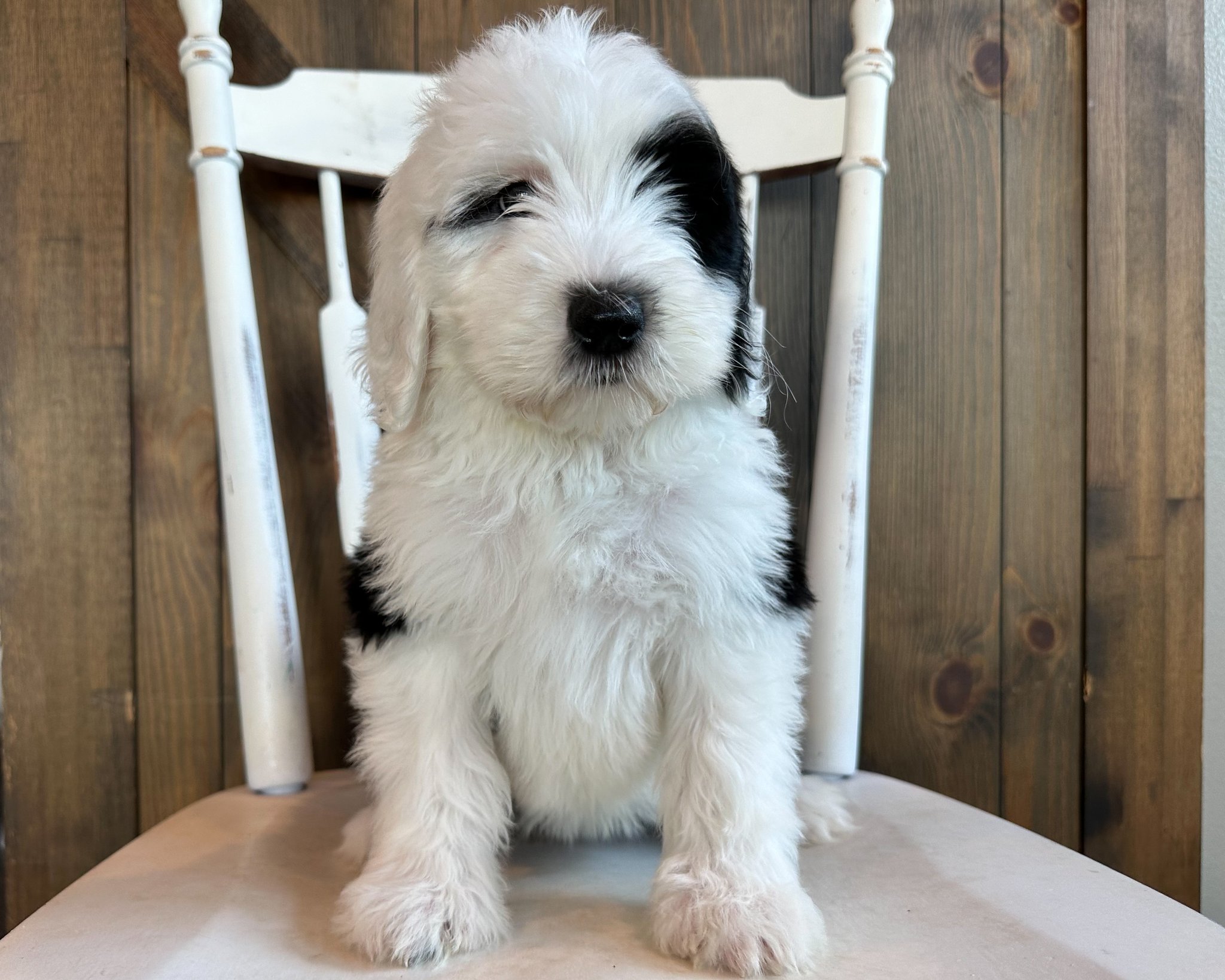 A litter of Standard Sheepadoodles raised in Iowa by Poodles 2 Doodles