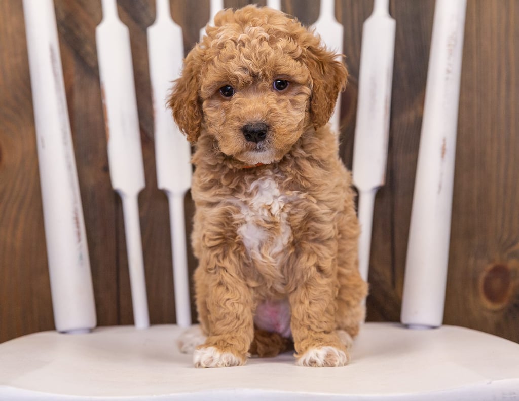Rudy came from Sassy and Taylor's litter of F1 Goldendoodles