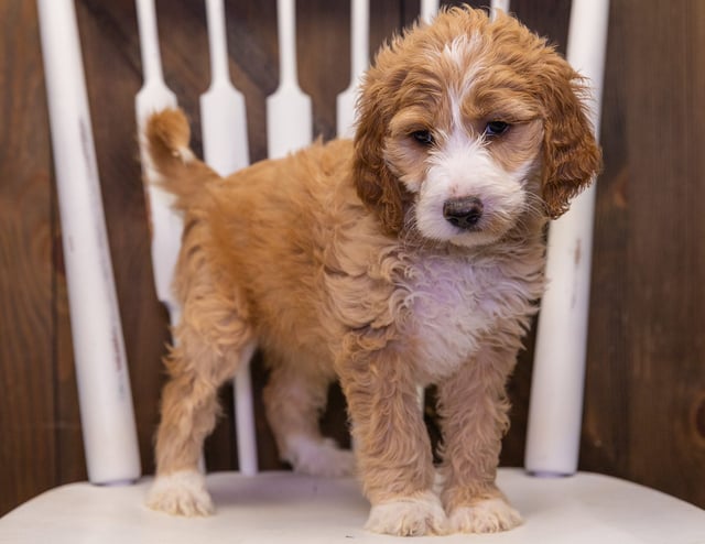 A picture of a Zelda, one of our  Irish Doodles puppies that went to their home in Connecticut