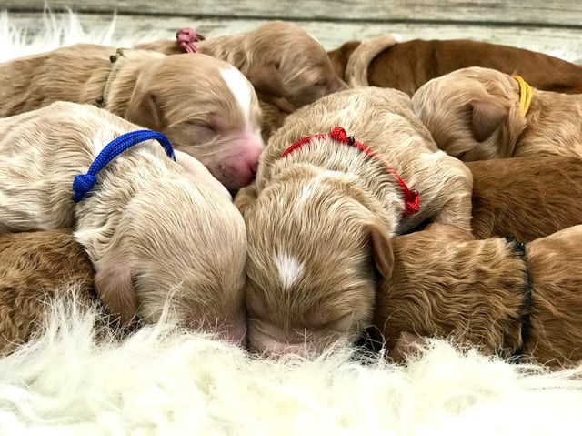 Gorgeous Mini Goldendoodles available for sale!