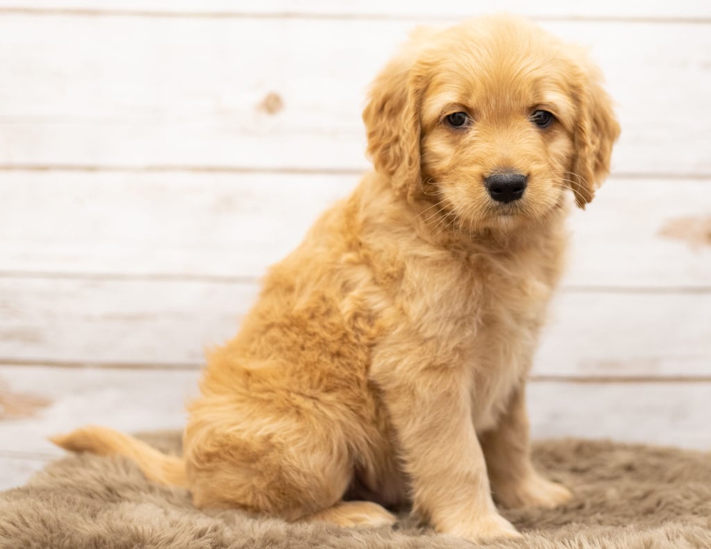 Odie is an Multigen Goldendoodle that should have  and is currently living in South Dakota