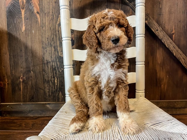 A picture of a Ross, a gorgeous Standard Irish Doodles for sale