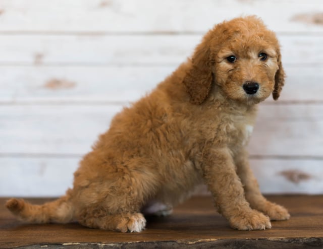 Hanson came from Hanson and Scout's litter of F1B Goldendoodles